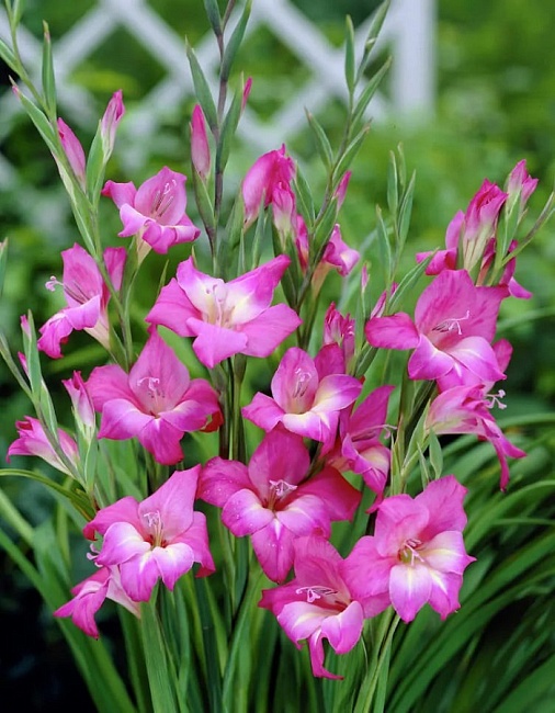 Гладиолус Шарм 