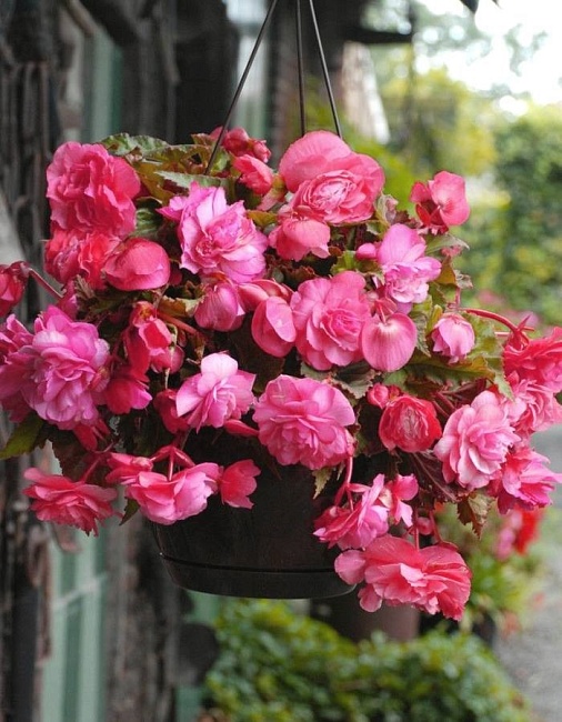 Бегония Ампельная Розовая 