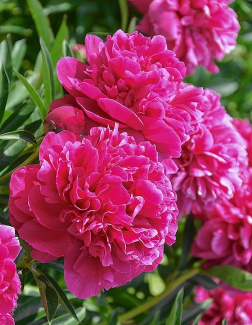 Пион травянистый Канзас