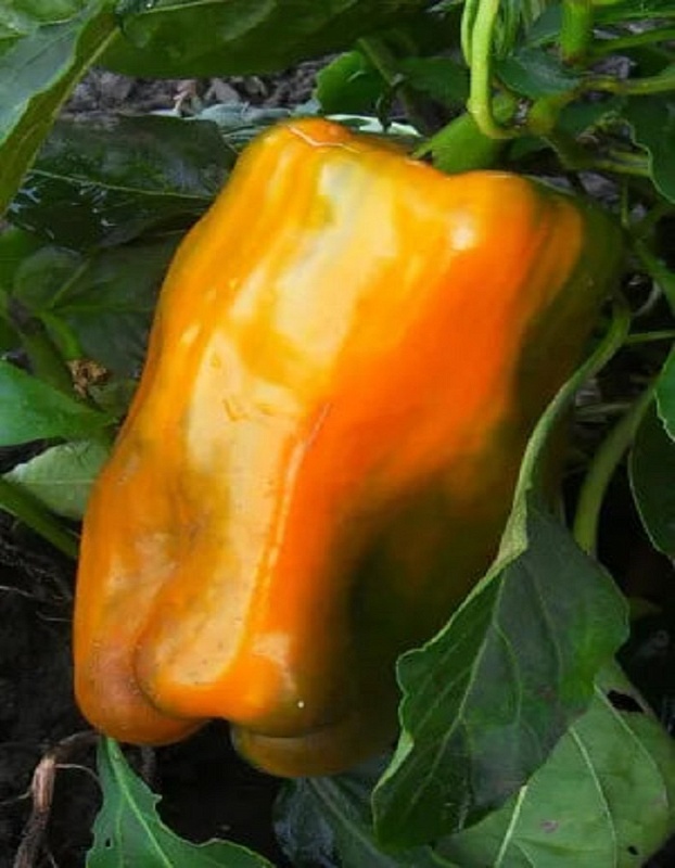 Перец сладкий Драйв F1 - гигантские плоды (УД) 12 шт. цв.п.