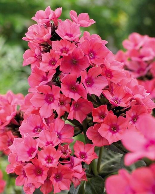 Флокс Виндзор