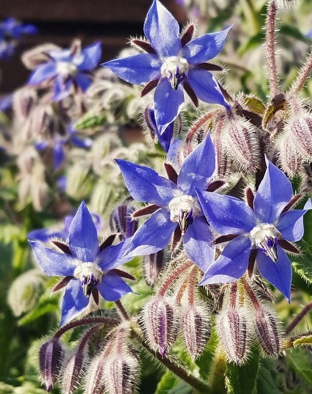 Огуречная трава (бораго) Апрельский (УД) 0,5 гр цв п