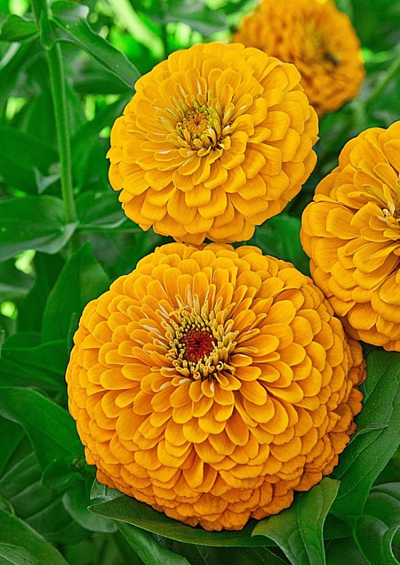 Цинния георгиноцветковая Золотой рассвет 0,5 гр