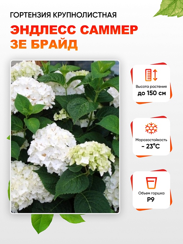 Гортензия крупнолистная Эндлесс Саммер зе Брайд 1 шт Р9