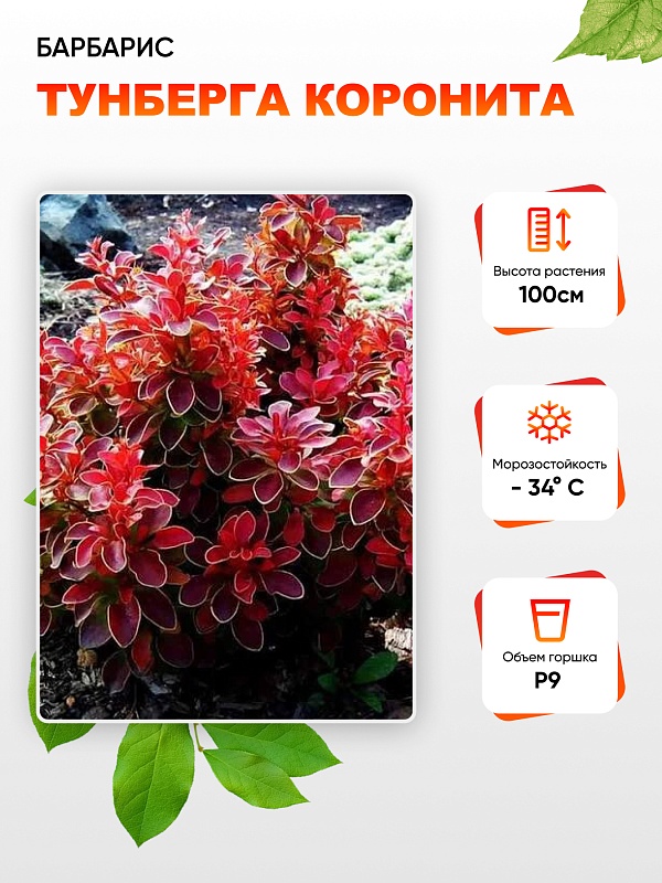 Барбарис Тунберга Коронита 1 шт Р9