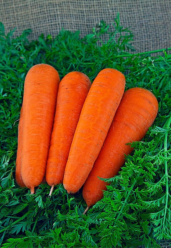 Морковь Московская зимняя А 515 (Гранулы) 300 шт