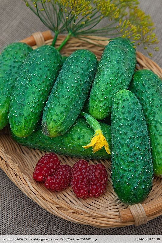 Огурец Амур 1801 F1 8шт цв.п.