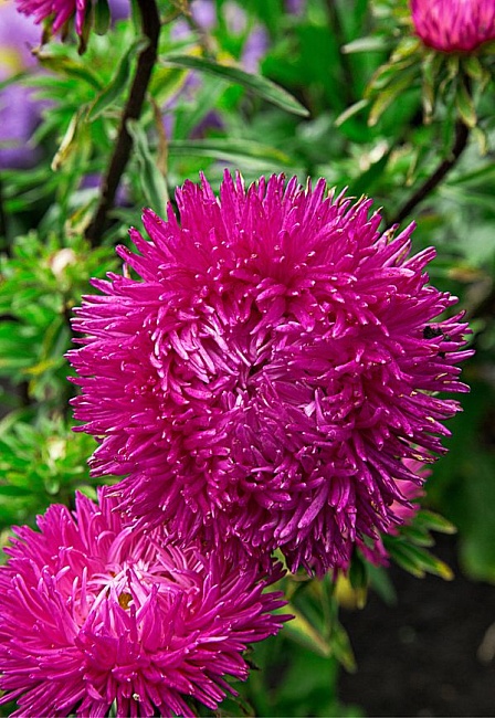 Астра Джувел пурпурная 0,1 гр