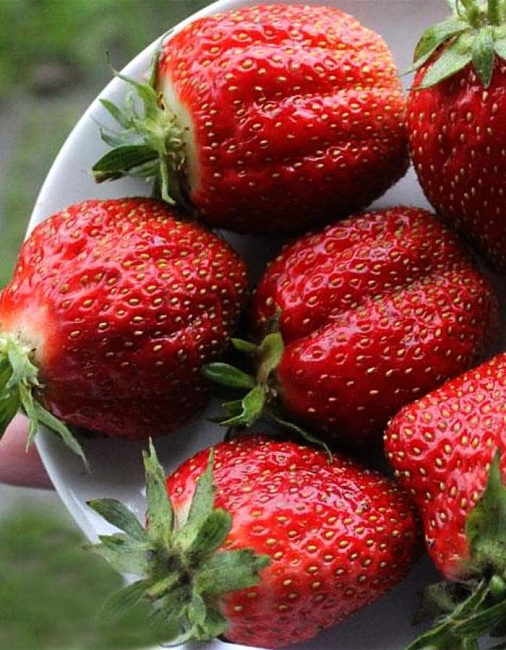 Земляника садовая Джоли 