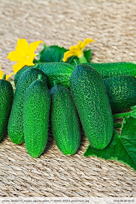 Огурец Адам F1 8 шт цв.п.