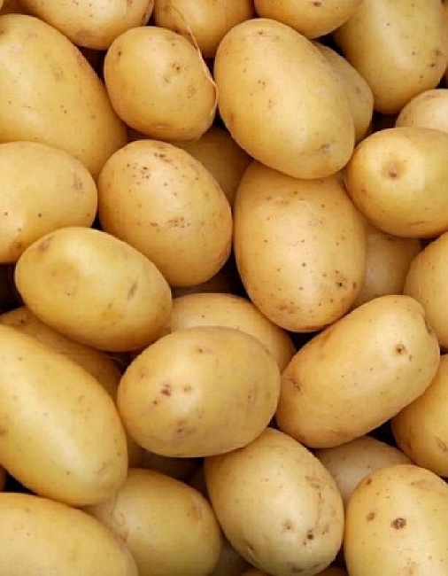 Картофель Краса Мещеры, суперэлита 