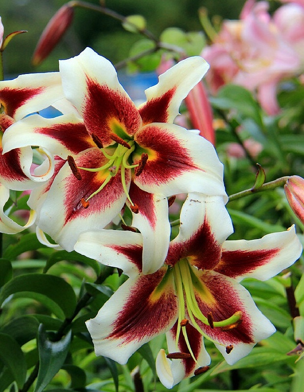 Лилия Джудит Саффинья 1 уп. (1 шт.)