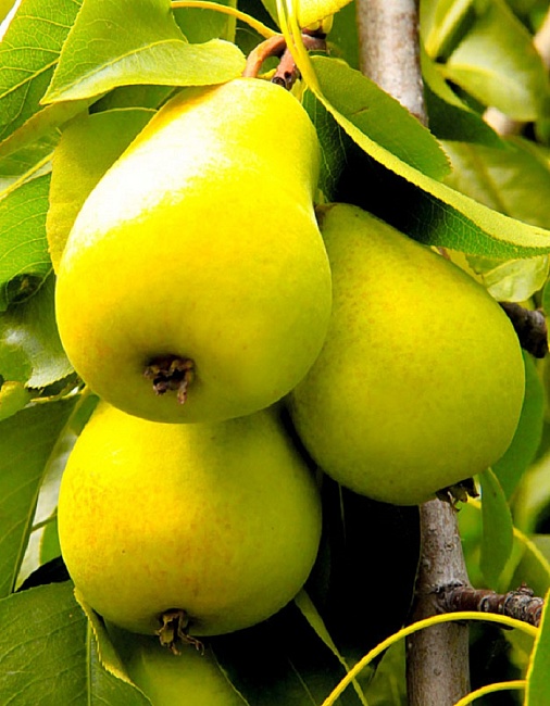 Груша Чижовская 