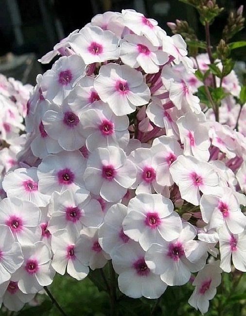 Флокс Граф Цеппелин 