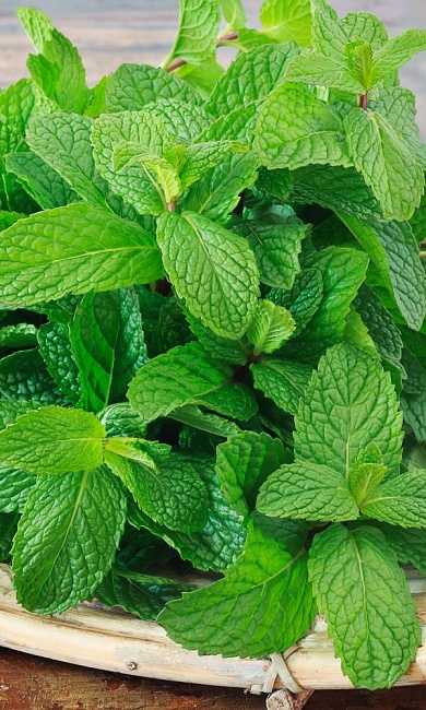 Мята перечная Морозко 0,08 гр