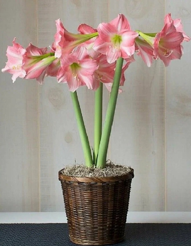 Амариллис Ребекка