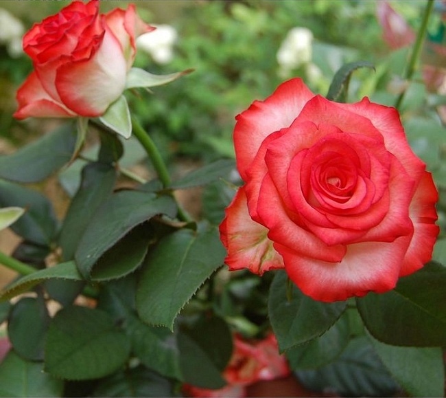 Роза чайно-гибридная Блаш 