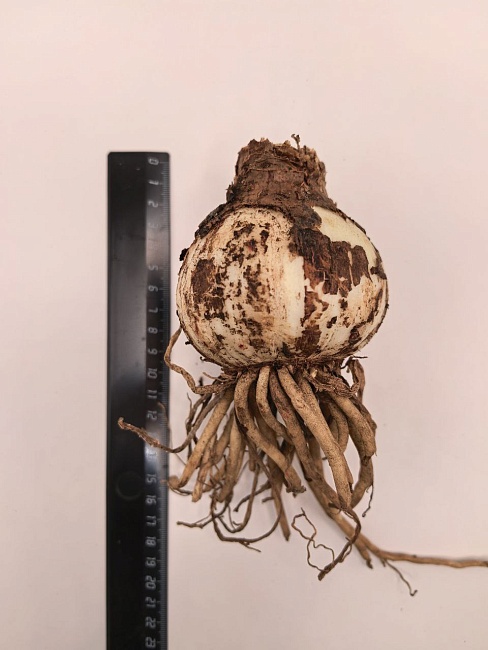 Амариллис Оранж Соверен