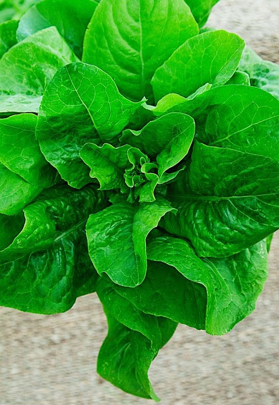 Салат Московский парниковый 1 гр б.п