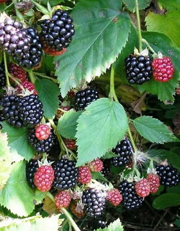 Ежемалина Магта 1 шт