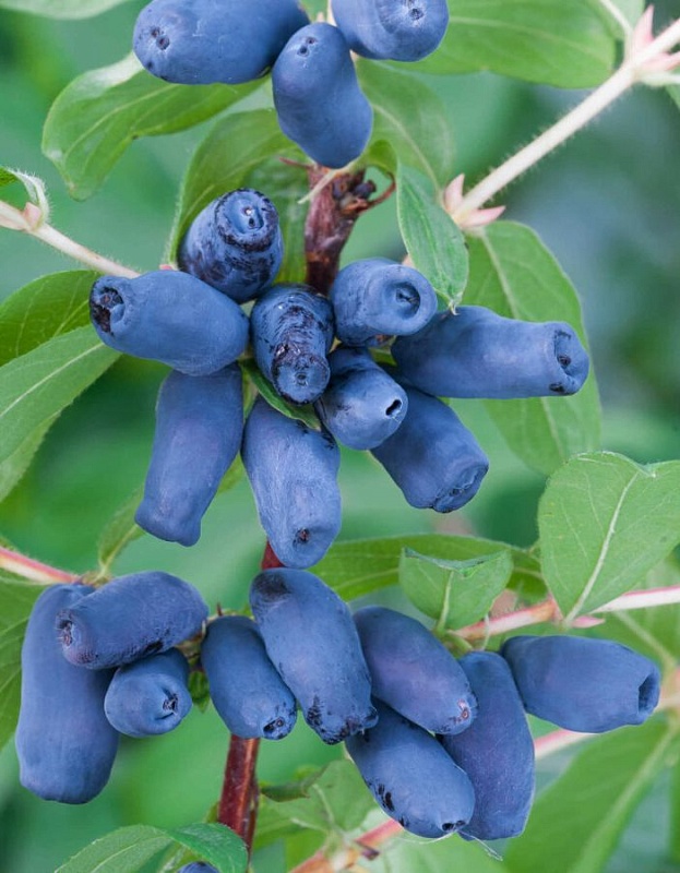 Жимолость съедобная Хоней би