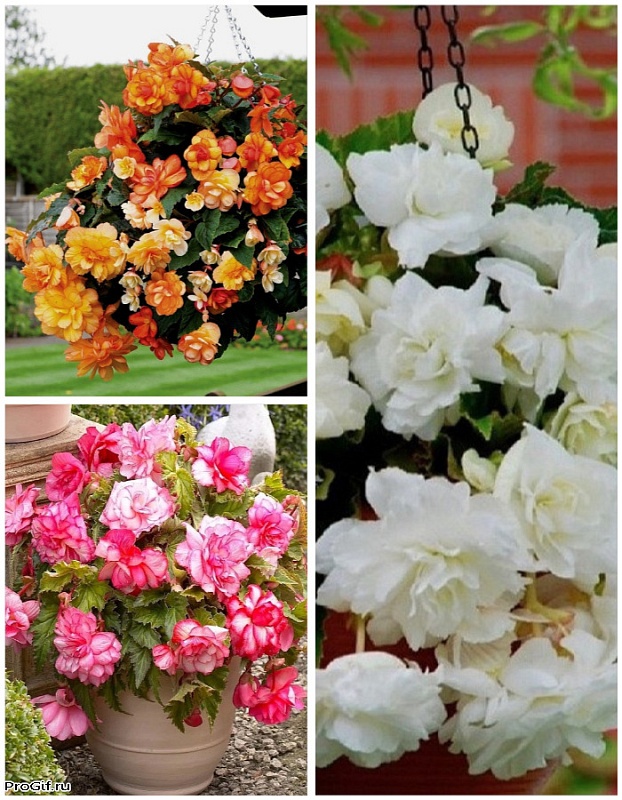 Микс бегоний ампельных Нежность 3 шт.