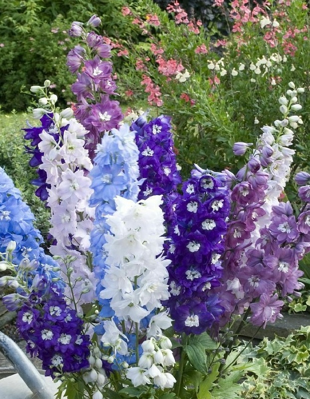 Дельфиниум Пацифик смесь (УД) 0,05 гр цв п