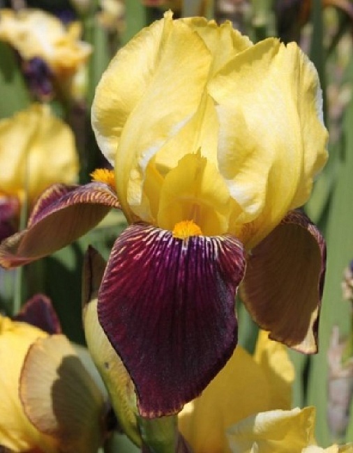 Ирис Райан Брук 