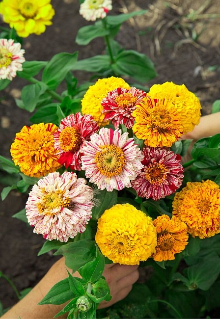 Цинния Бон - Бон Биколор 0,5 гр