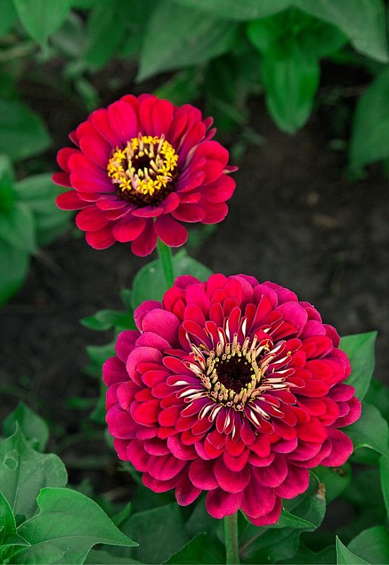 Цинния георгиноцветковая Малиновый звон 0,5 гр