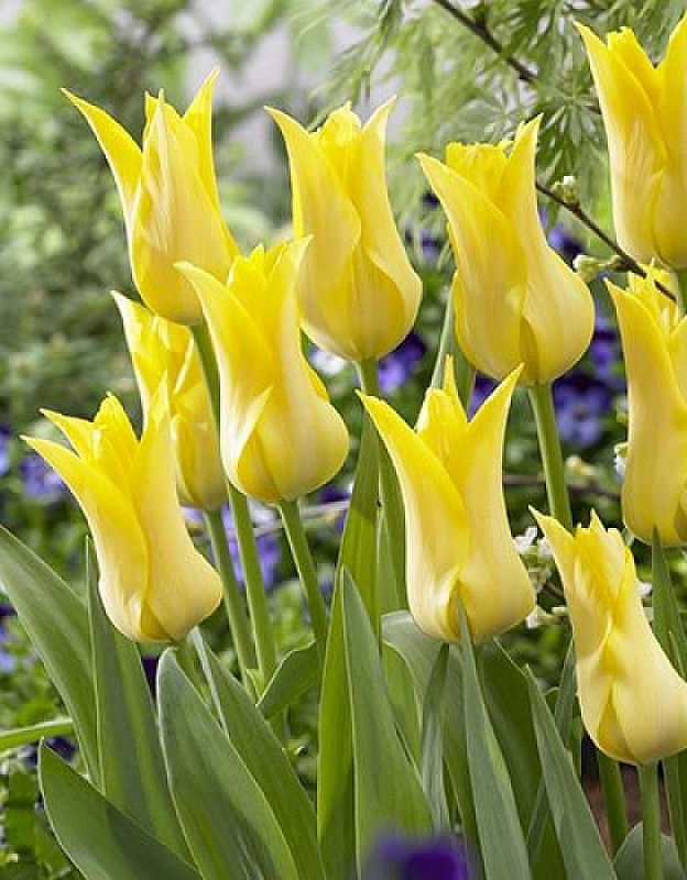 Тюльпан Баллада Голд 1 уп. (3шт.) 