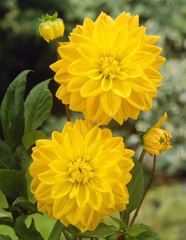 Георгина Голден Эмблем 1шт 