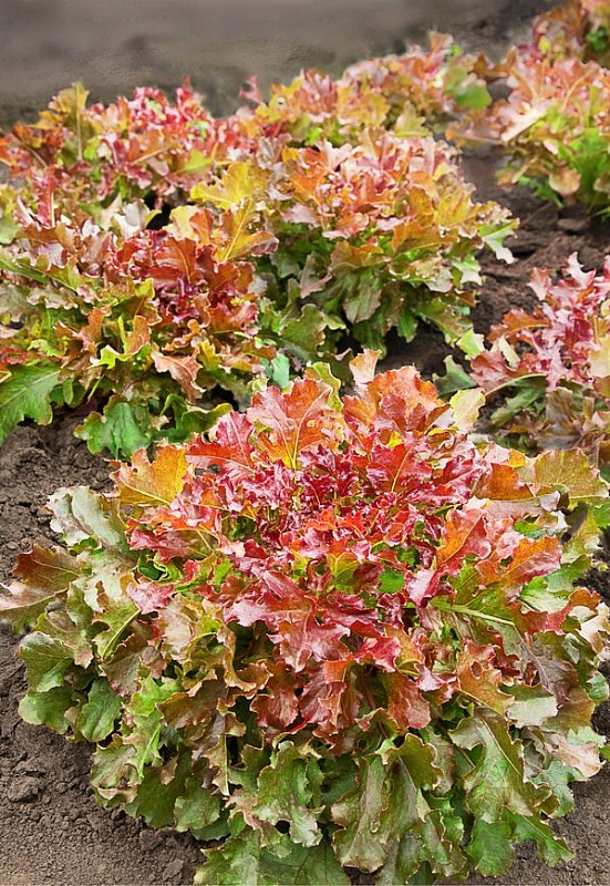 Салат Боярский (Селекция "ВХ") 1 гр цв.п