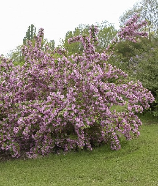 Дейция Кальмифлора 1 шт Р9