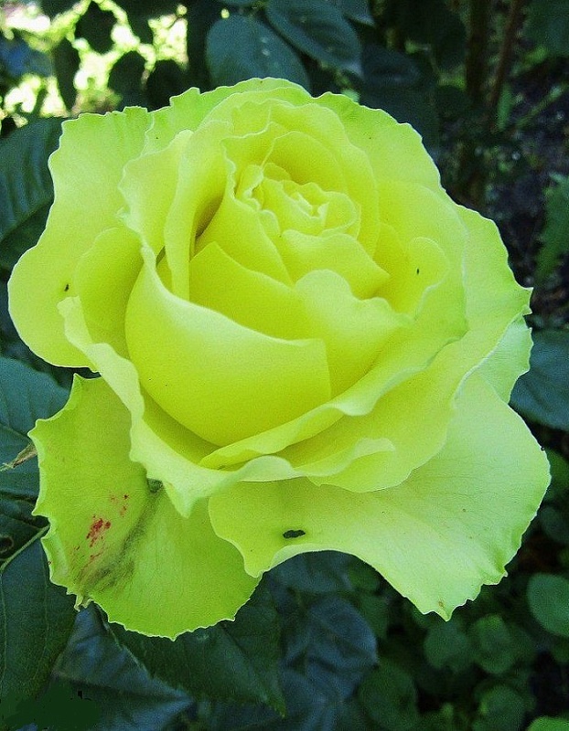 Роза чайно-гибридная Лимбо