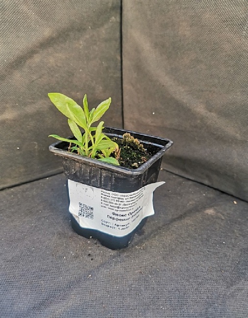 Флокс Орандж Перфекшн 