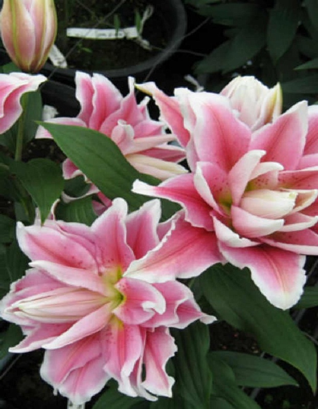 Лилия Касерта