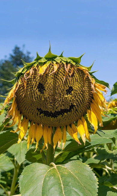 Подсолнечник Покровский (УД) 5 гр цв п