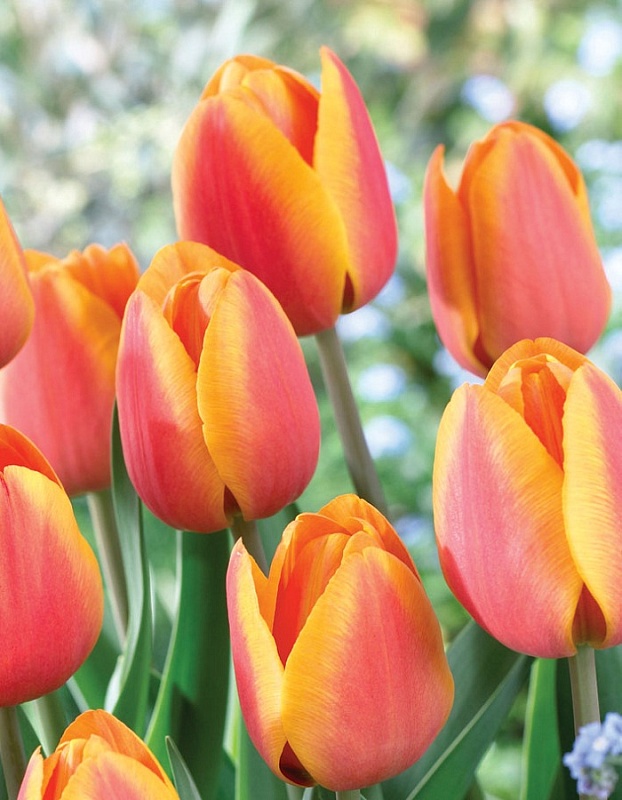 Тюльпан Асахи 1 уп. (3шт.) 