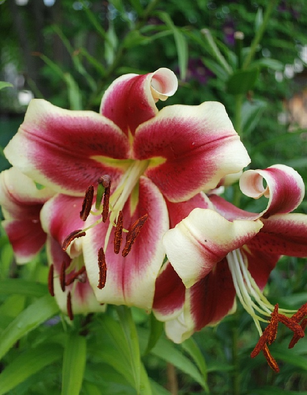Лилия Холланд Бьюти 1 уп (2 шт.)