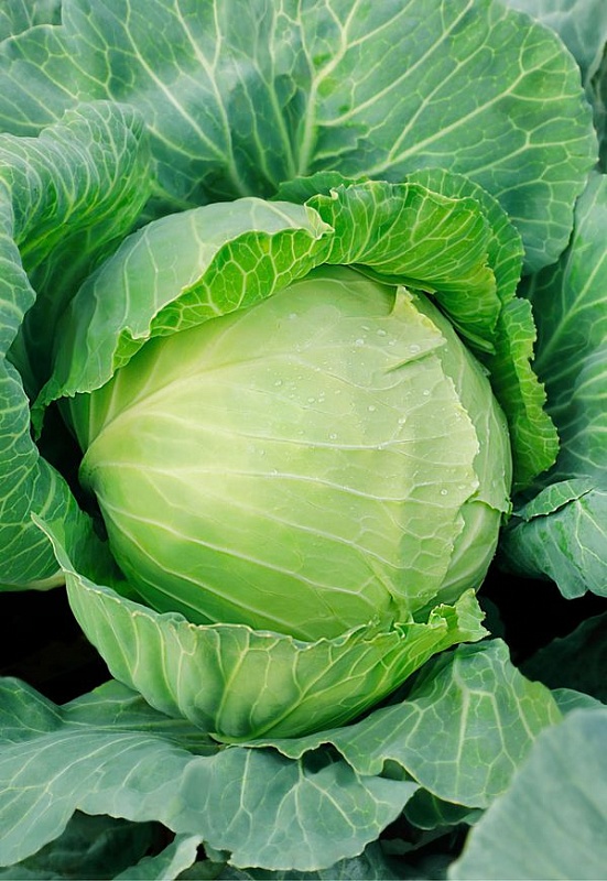 Капуста белокочанная Надежда 1 гр б.п.