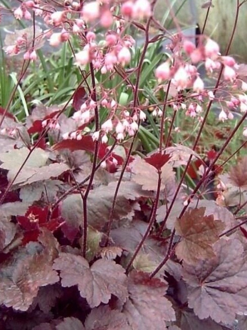 Гейхера Рейчел 1 шт Р9