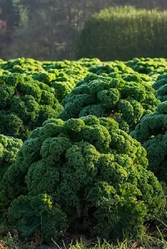 Капуста кудрявая (кале) Грин Витамин (УД) 0,25 гр цв.п.