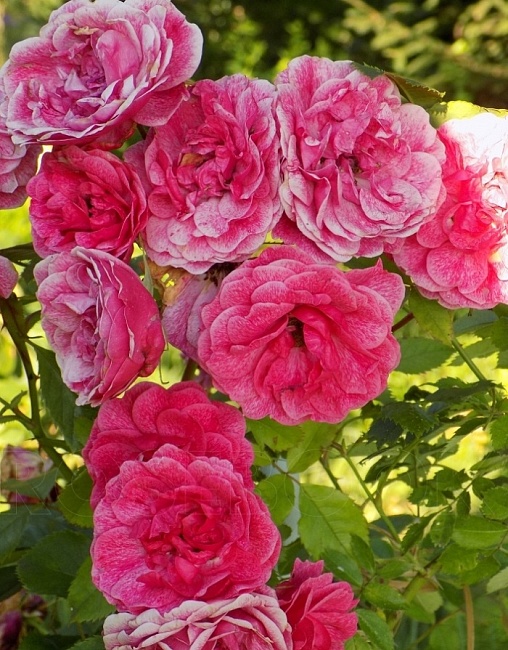 Роза Морден Руби