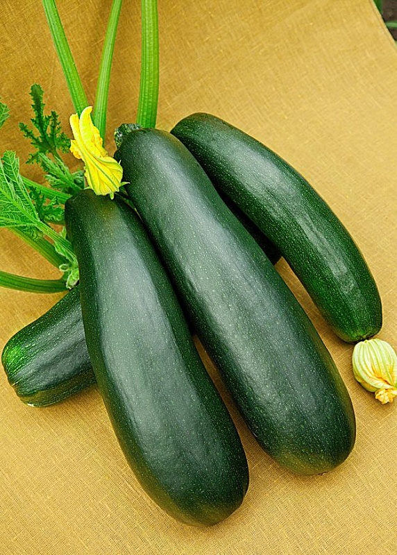 Кабачок Цуккини Скворушка 1 гр  цв.п.