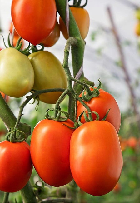 Томат Каскадер 0,1 гр цв.п. (Солнечный десант)