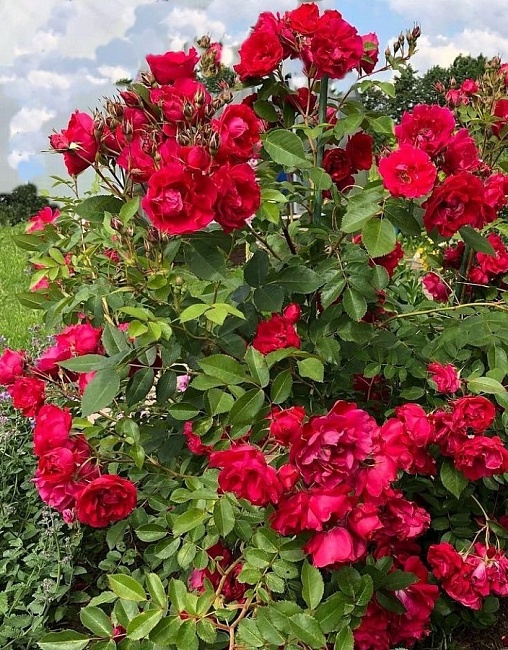 Роза кустовая Эмили Карр