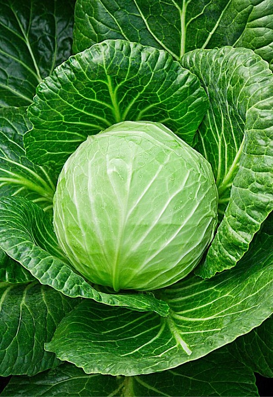 Капуста белокочанная Ринда F1 10 шт цв.п