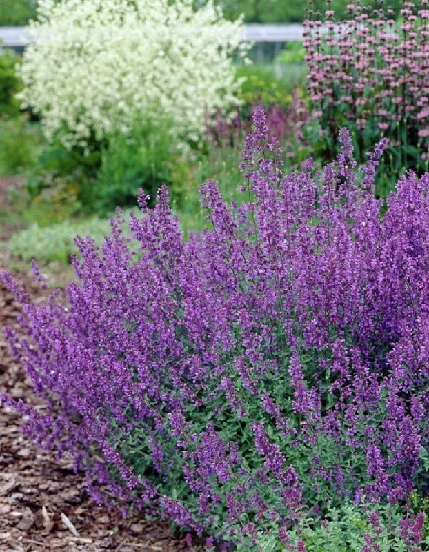 Котовник Фассена Кит Кэт ASF 1 шт Р9