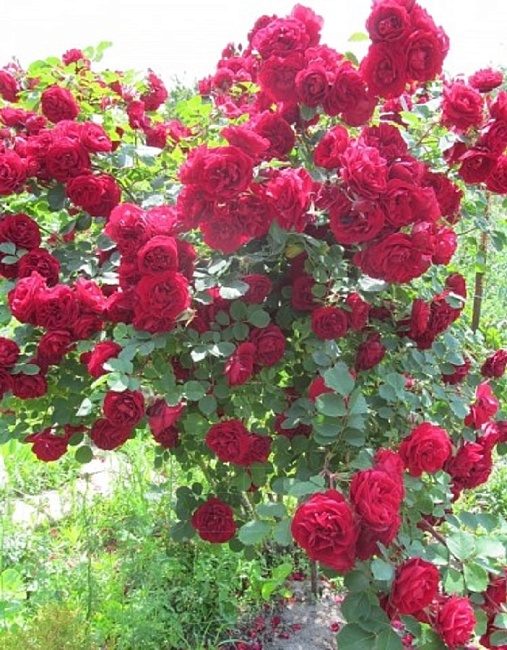 Роза кустовая Хоуп фо Хьюманити